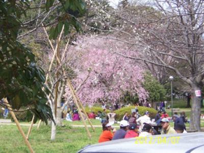 桜がいっぱい_02